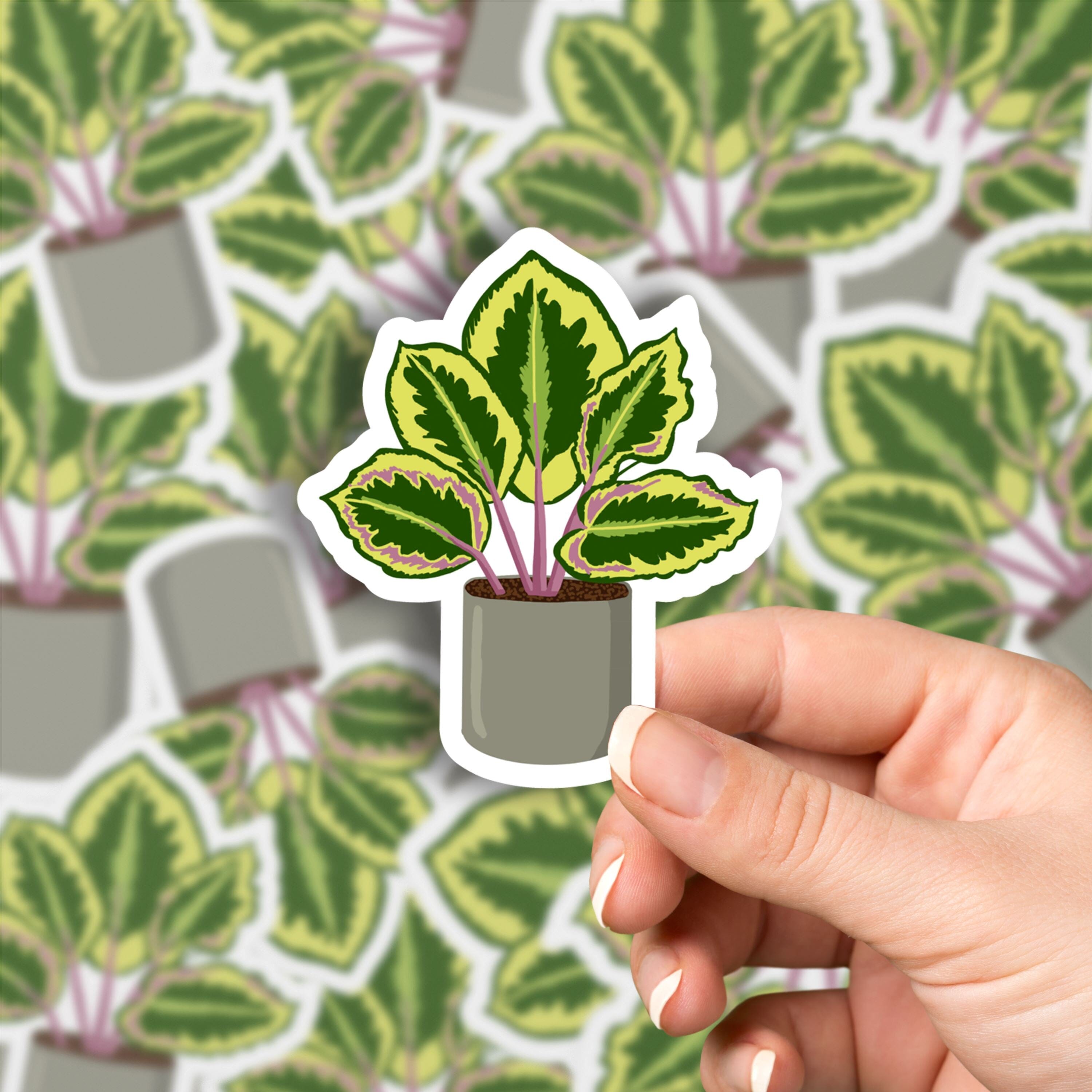 Calathea Plant Vinyl Sticker stickers Lucid Moon Studio
