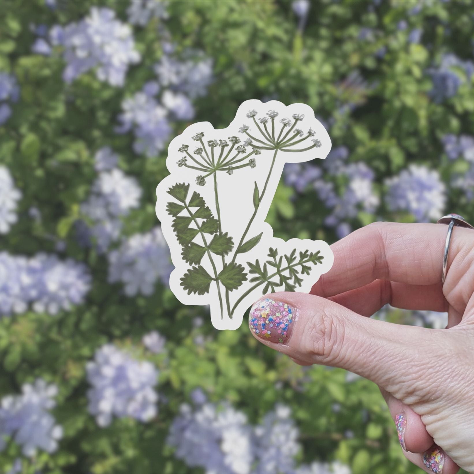 Queen Anne's Lace Vinyl Sticker stickers Lucid Moon Studio LLC