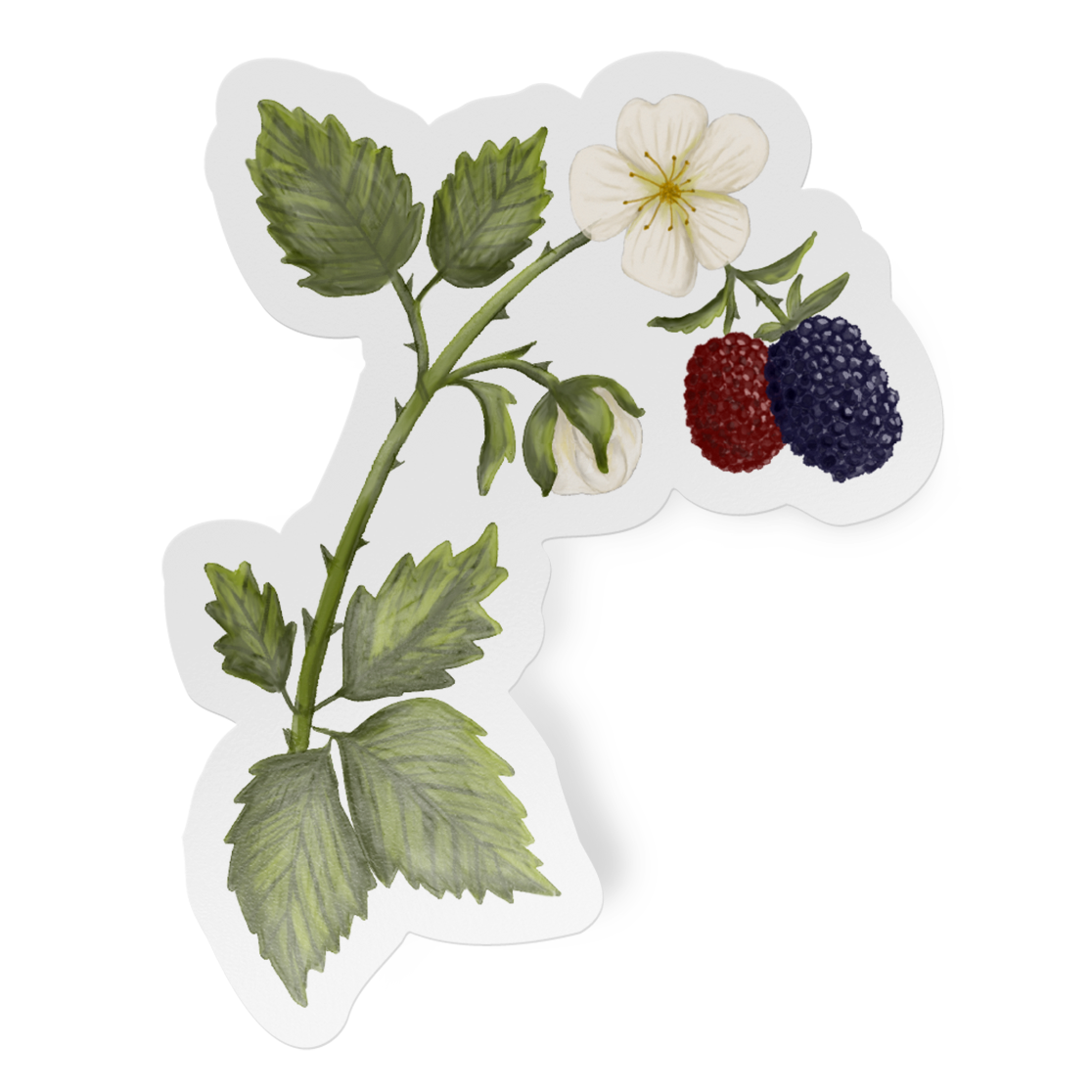 Decorative sticker with a floral and berry design on a white background