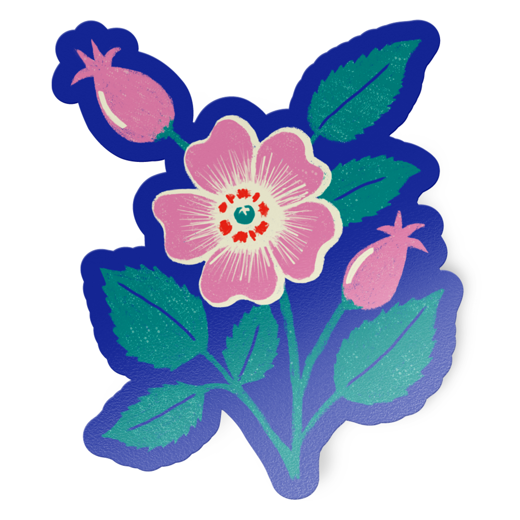 Colorful hand-drawn illustration of pink roses on a dark blue background