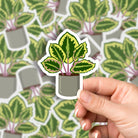 Calathea Plant Vinyl Sticker stickers Lucid Moon Studio 